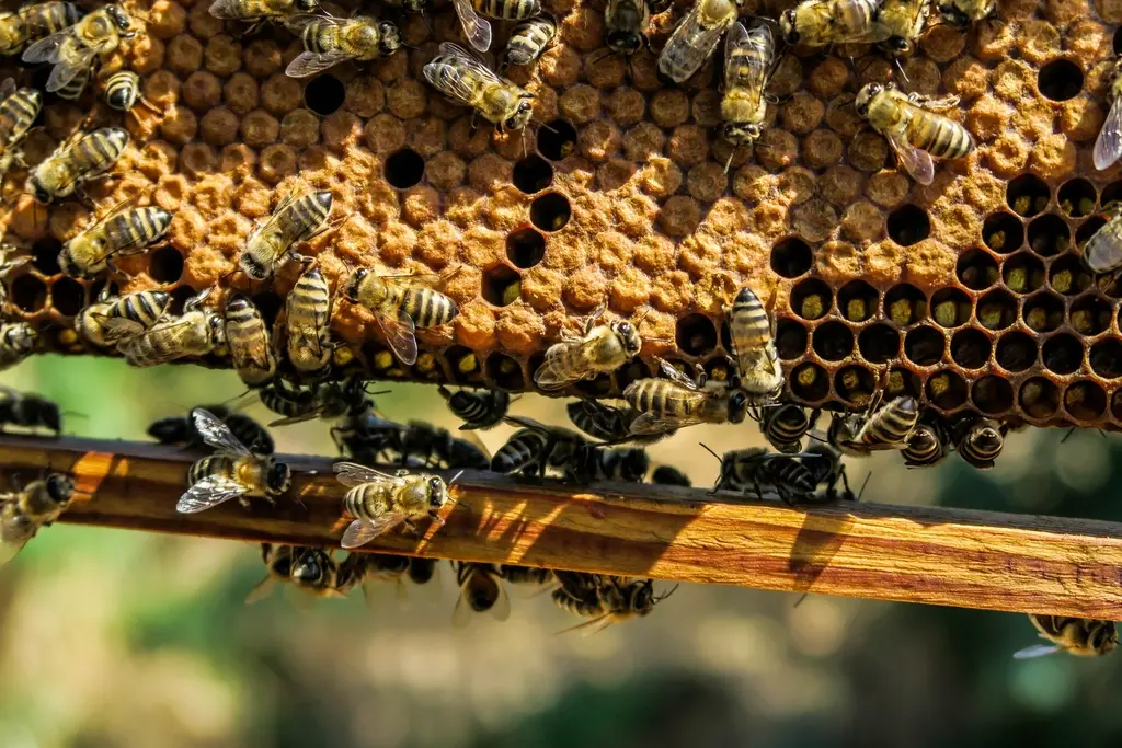 Wild hives in the mangroves